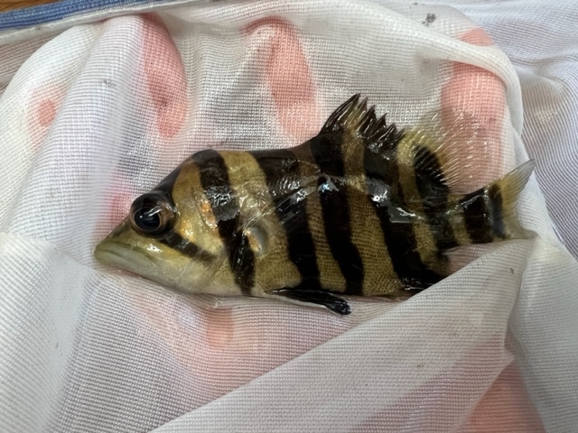 特殊個体 奇形ダトニオプラスワン 約12cm(淡水魚)｜売買された 
