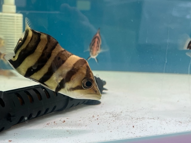 特殊個体 奇形ダトニオプラスワン 約12cm(淡水魚)｜売買された 