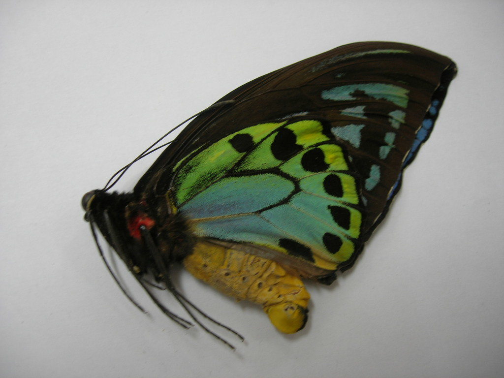 アカメガネトリバネアゲハ ペア ハルマヘラ産 商品の説明Ornithoptera