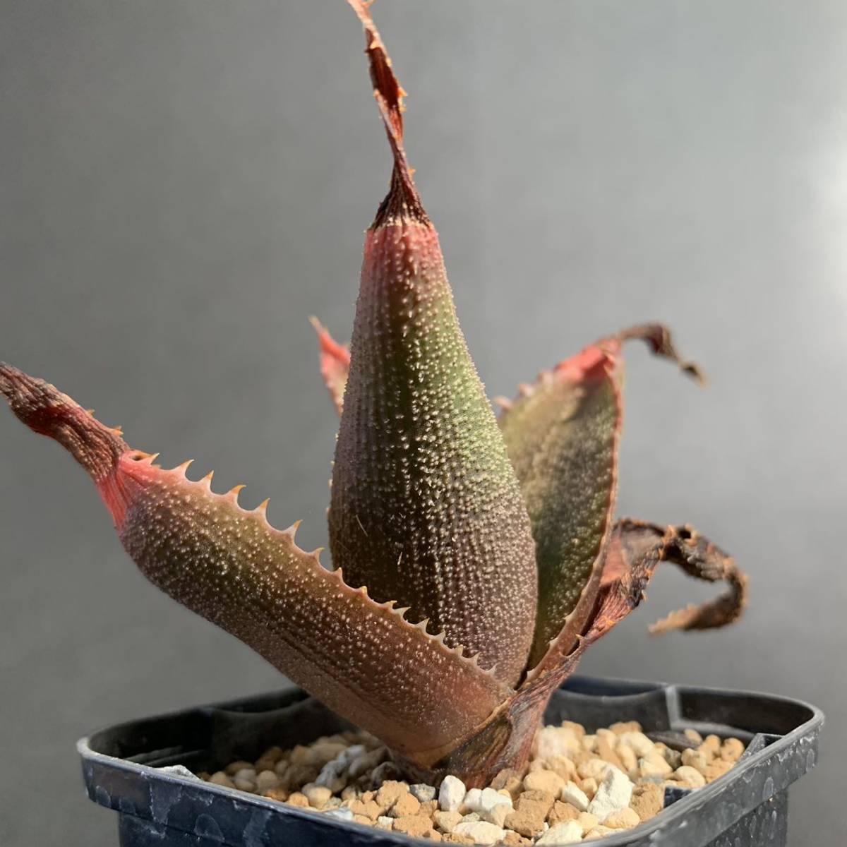 aloe 格好いい thorncroftii アロエ ソーンクロフティ