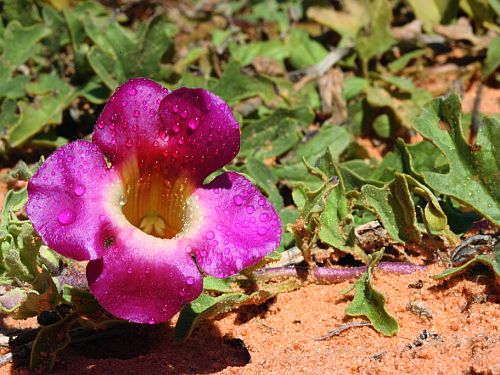 ライオンゴロシ Harpagophytum Procumbens ハルパゴフィツム 種 売買されたオークション情報 Yahooの商品情報をアーカイブ公開 オークファン Aucfan Com