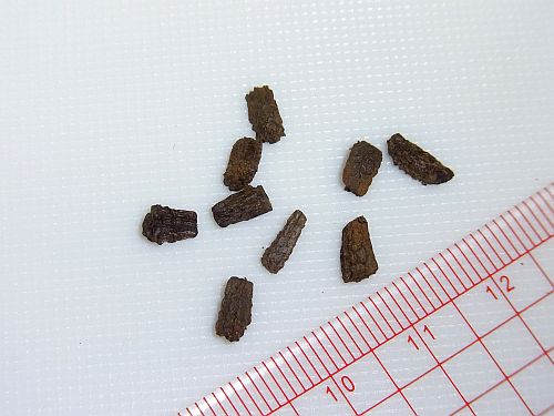 ライオンゴロシ Harpagophytum Procumbens ハルパゴフィツム 種 売買されたオークション情報 Yahooの商品情報をアーカイブ公開 オークファン Aucfan Com