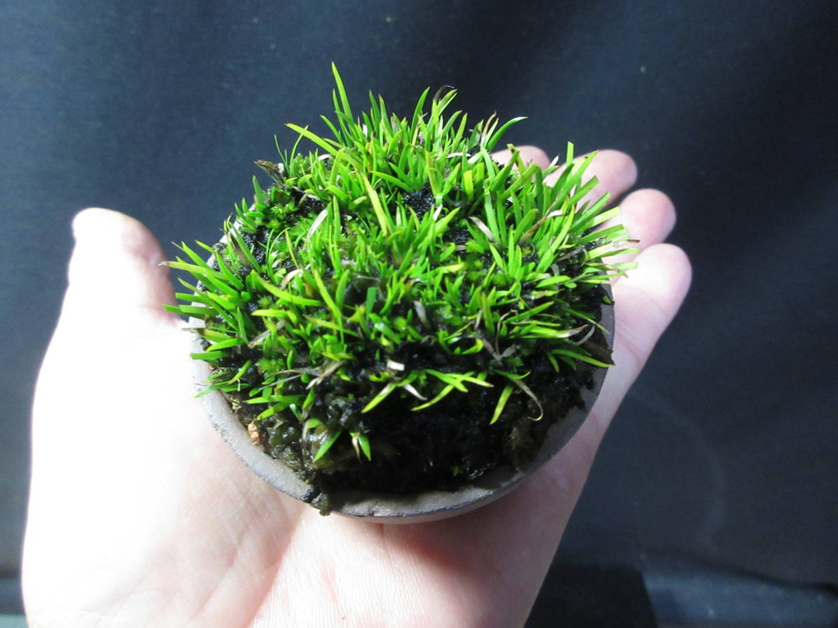 山野草☆古典園芸☆珍奇植物【極姫　セキショウ　貴舟ではありません】