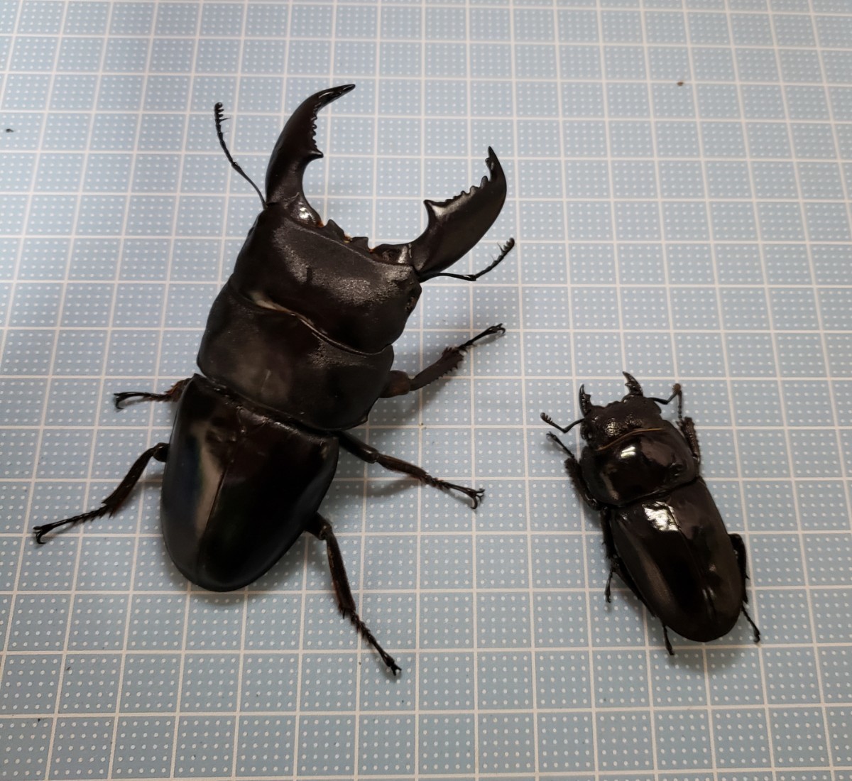 スマトラオオヒラタ♂92.0㎜♀48.4㎜ペア(アチェ産)_1