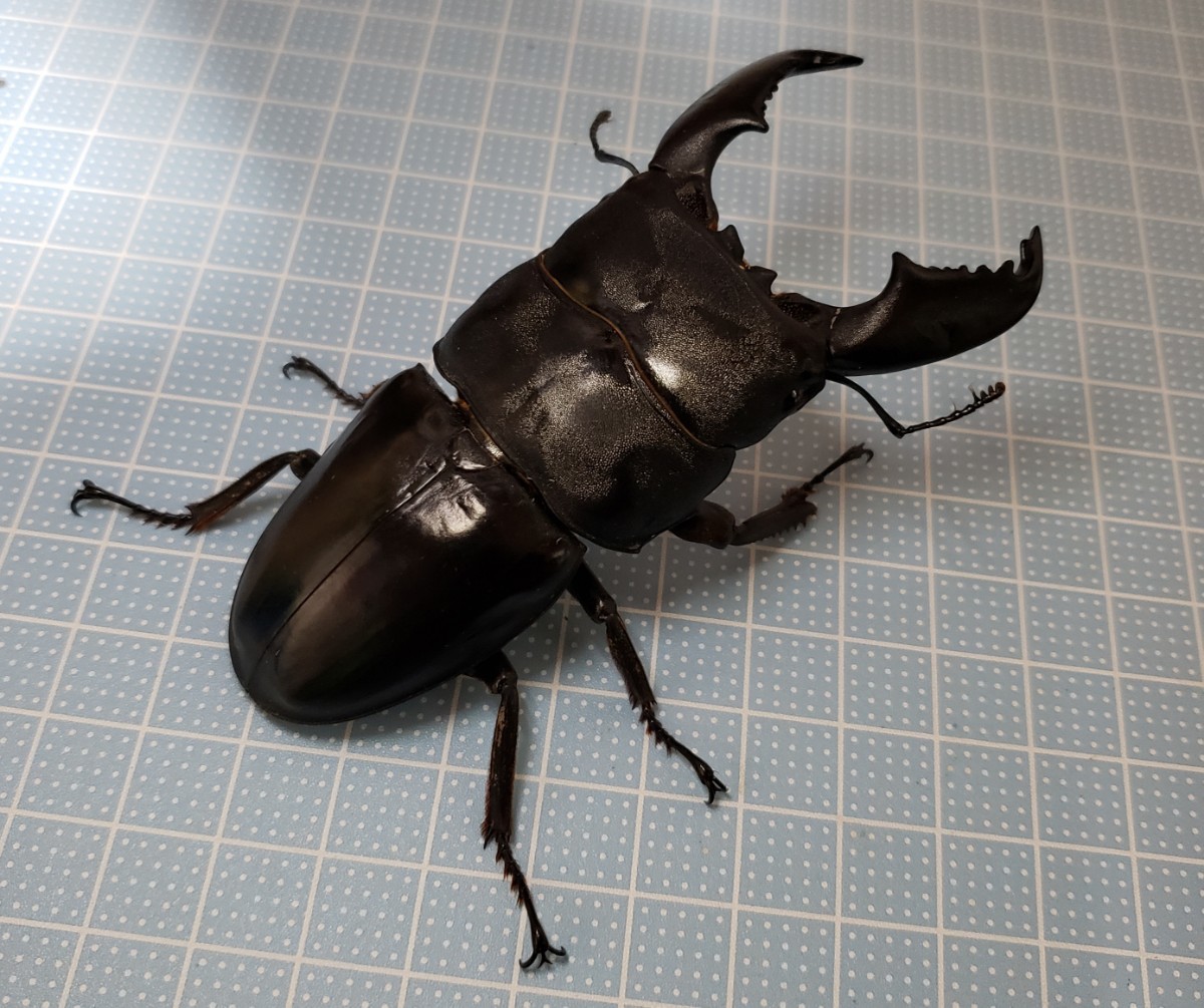 スマトラオオヒラタ♂92.0㎜♀48.4㎜ペア(アチェ産)_2