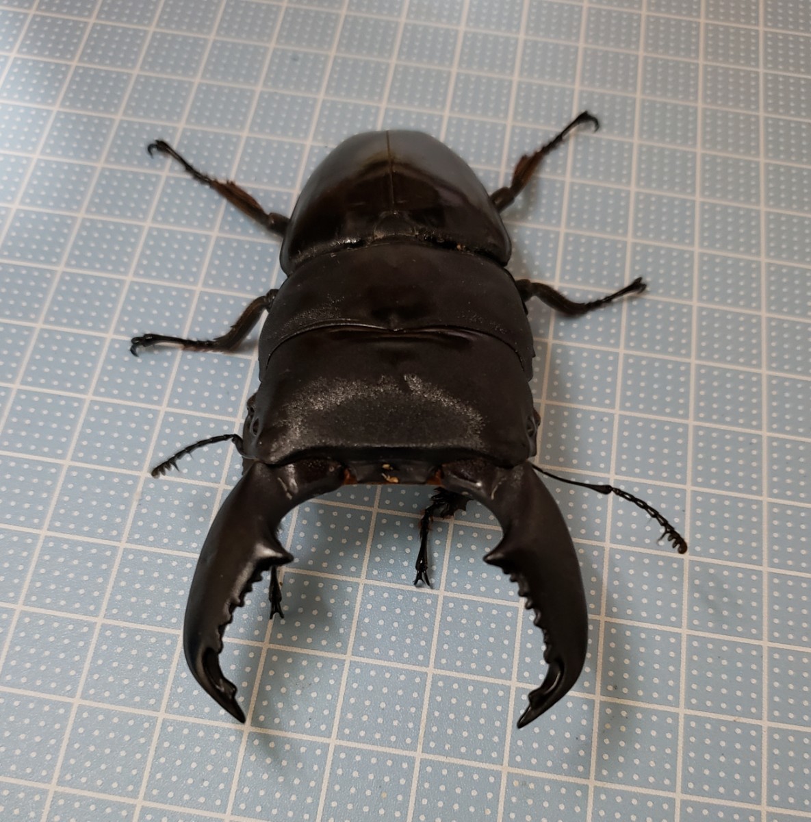 スマトラオオヒラタ♂92.0㎜♀48.4㎜ペア(アチェ産)_3