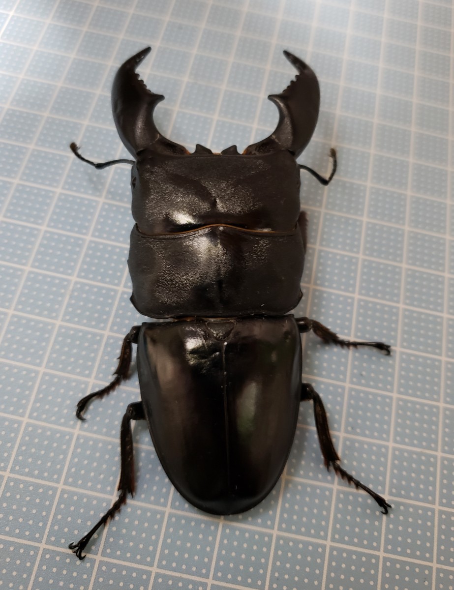 スマトラオオヒラタ♂92.0㎜♀48.4㎜ペア(アチェ産)_4