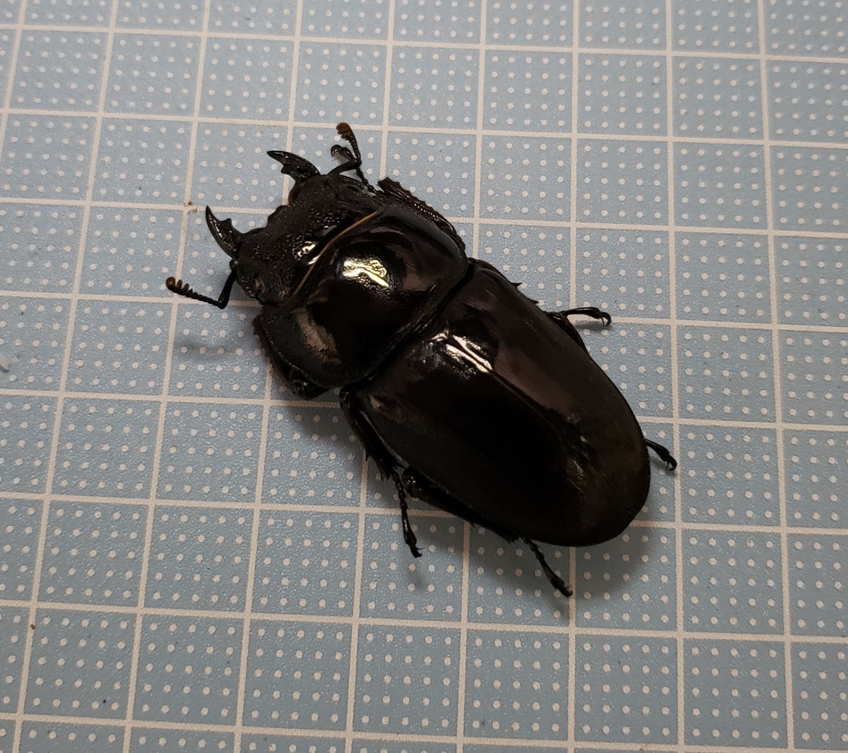 スマトラオオヒラタ♂92.0㎜♀48.4㎜ペア(アチェ産)_5