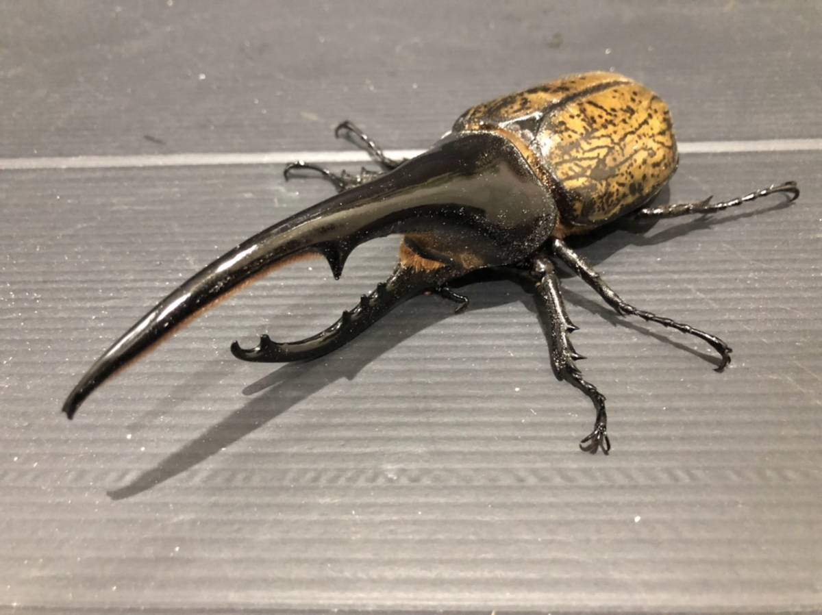 ヘラクレス・リッキー ♀単品 ☆ちゃー助☆ ヘラクレスオオカブト 美形