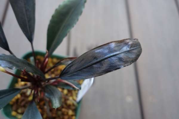 ブセファランドラ Bucephalandra sp 