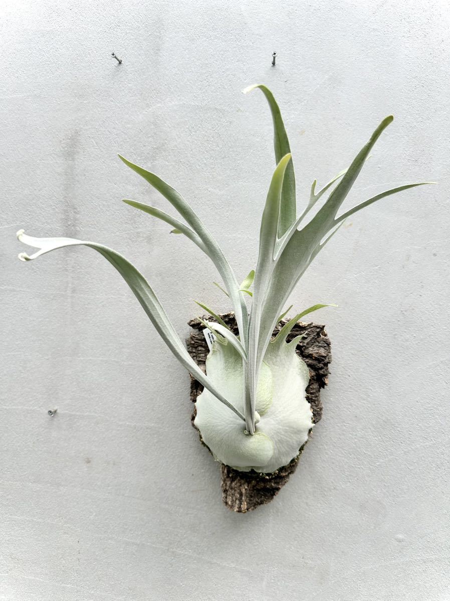 P. veitchii 'Auburn River' ビカクシダ 【vandaka】