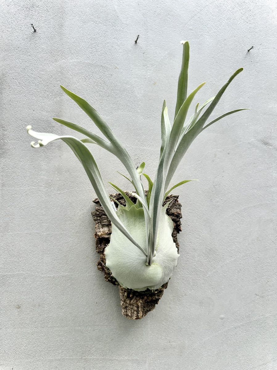 P. veitchii 'Auburn River' ビカクシダ 【vandaka】(ビカクシダ