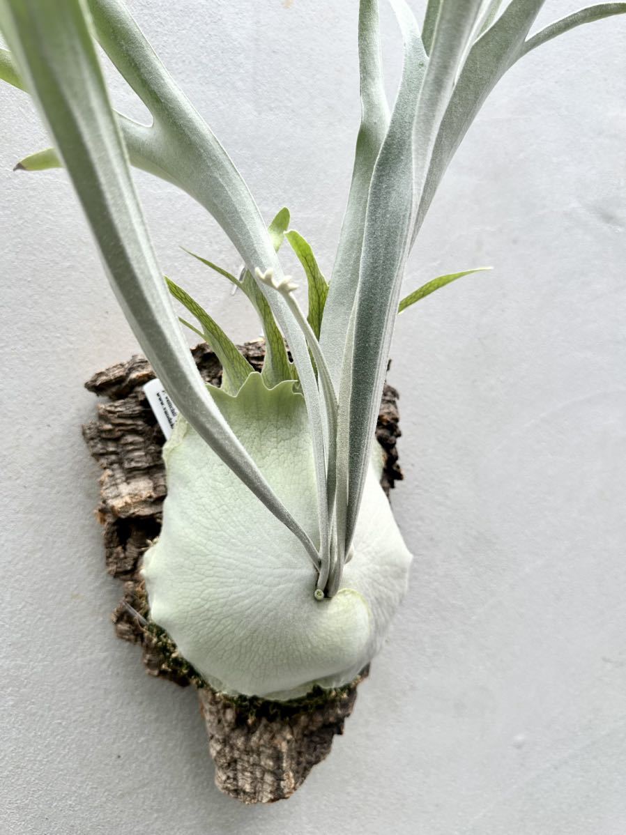 P. veitchii 'Auburn River' ビカクシダ 【vandaka】(ビカクシダ