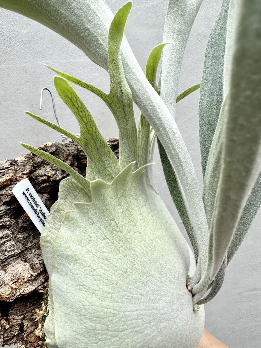 P. veitchii 'Auburn River' ビカクシダ 【vandaka】(ビカクシダ