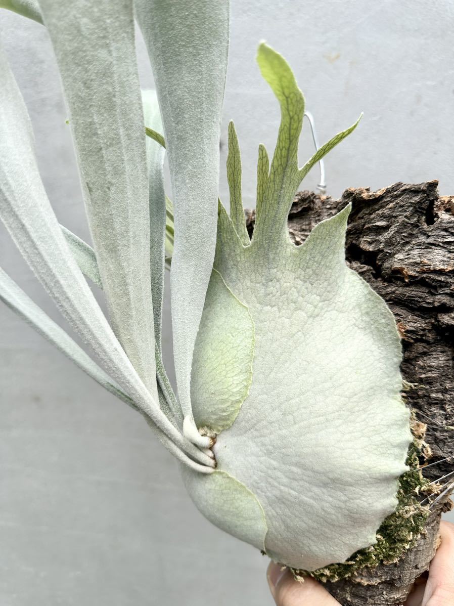 P. veitchii 'Auburn River' ビカクシダ 【vandaka】