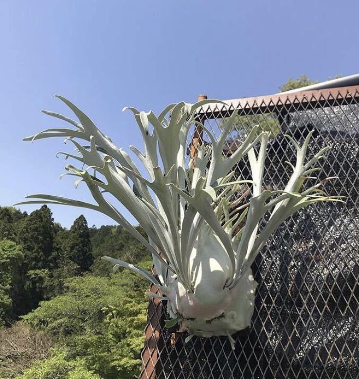 ビカクシダ P.veitchii Auburn 群生 P. veitchii 'Auburn River' ビカクシダ 【vandaka】