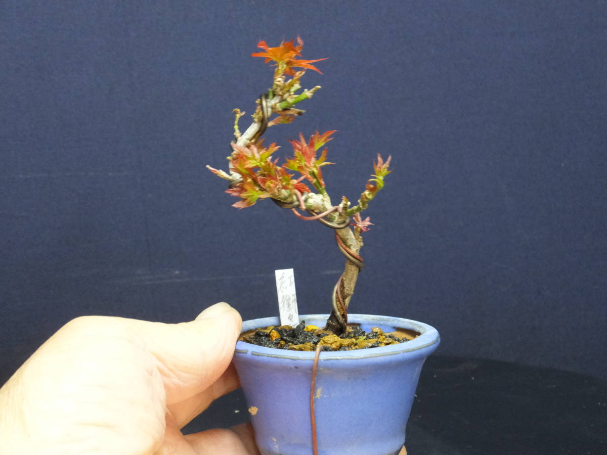 糸魚川真柏 古木 根連なり 寄せ植え ジン シャリ 捻転 根連り 寄植