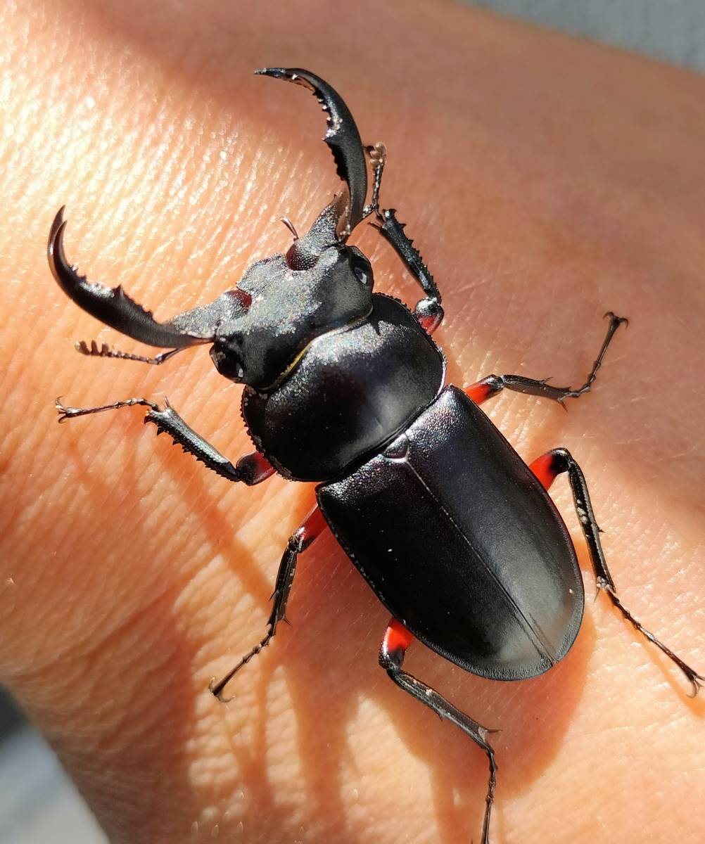 ■■チュウゴククロツヤシカクワガタ ペア■■