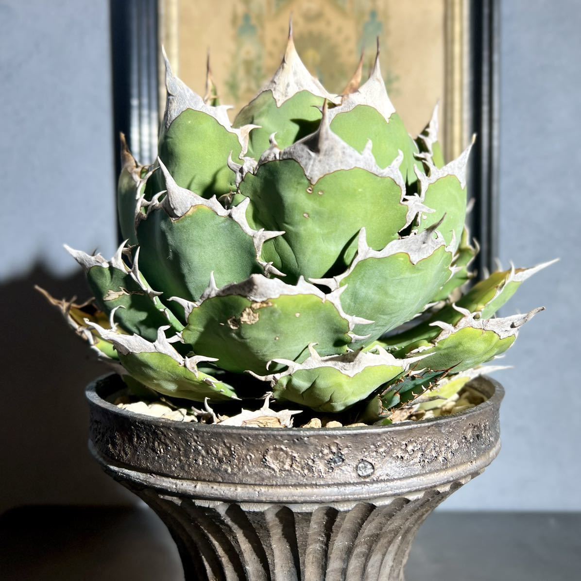 アガベ チタノタ US産オテロイ 選抜株 子株/fo-076 シエラミクスティカ