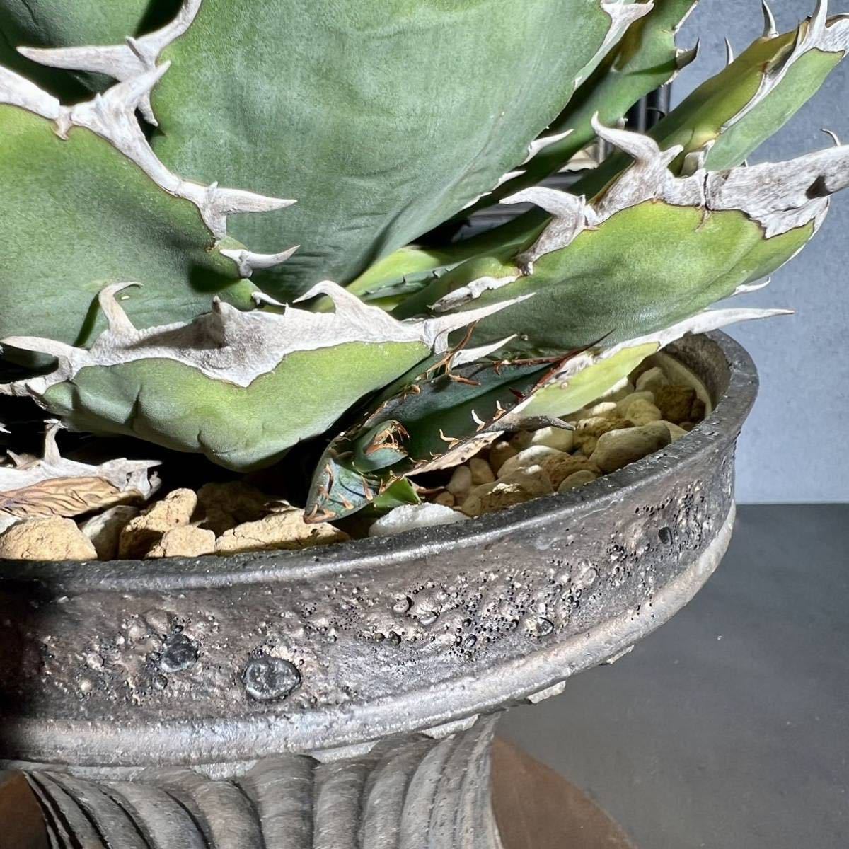 アガベ チタノタ US産オテロイ 選抜株 子株/fo-076 シエラミクスティカ