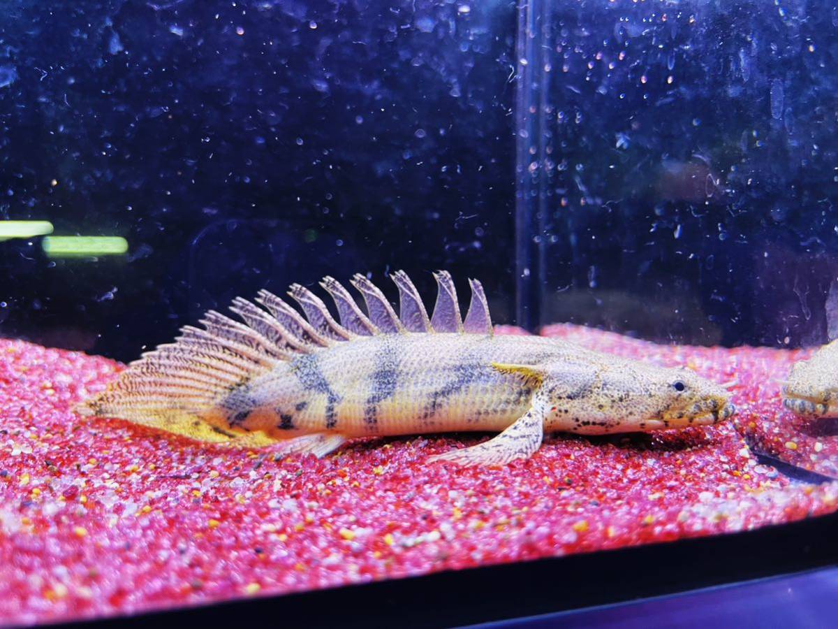 『Aqua tss』エンドリケリー3☆キングショート☆11cm±☆画像の個体