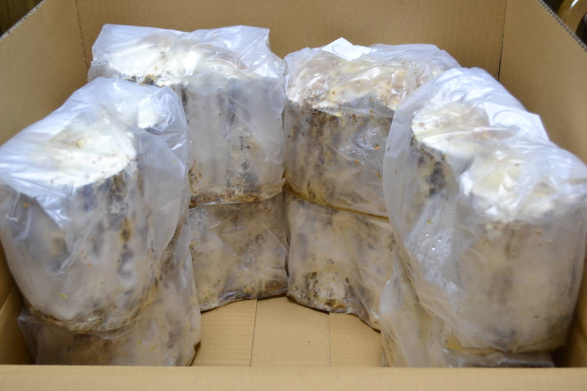 爆産カワラ材 L/Mサイズ 太め 8セット BEE BREED 