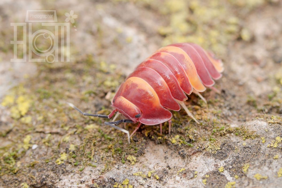 CB】スカーレット/Merulanella sp. Scarlet 5匹+保証2匹 ダンゴムシ CB】スカーレット/Merulanella sp. Scarlet 5匹+保証2匹 ダンゴムシ