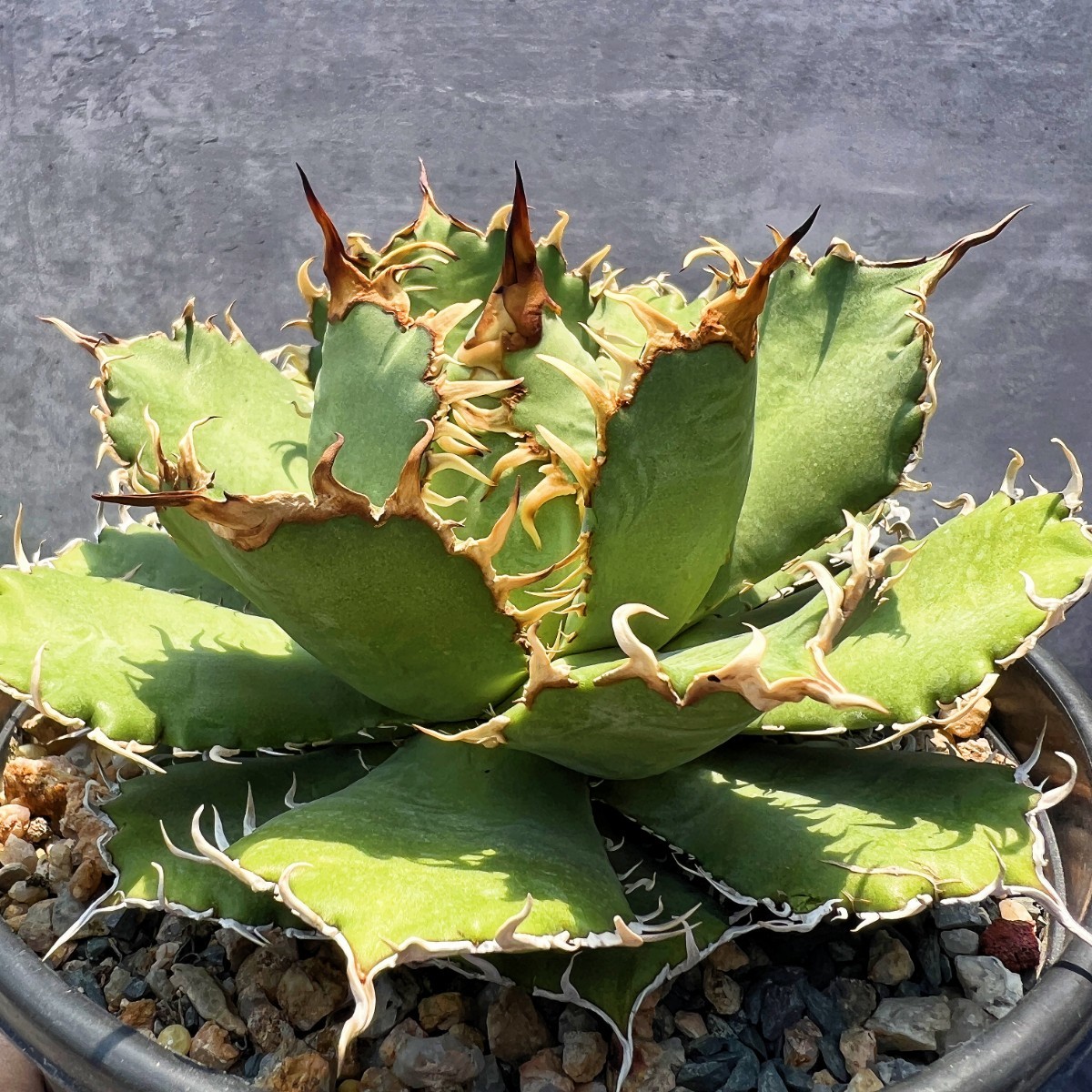アガベ 多肉植物 チタノタ 圓葉拇指 フィリグリー フィリグリーの 