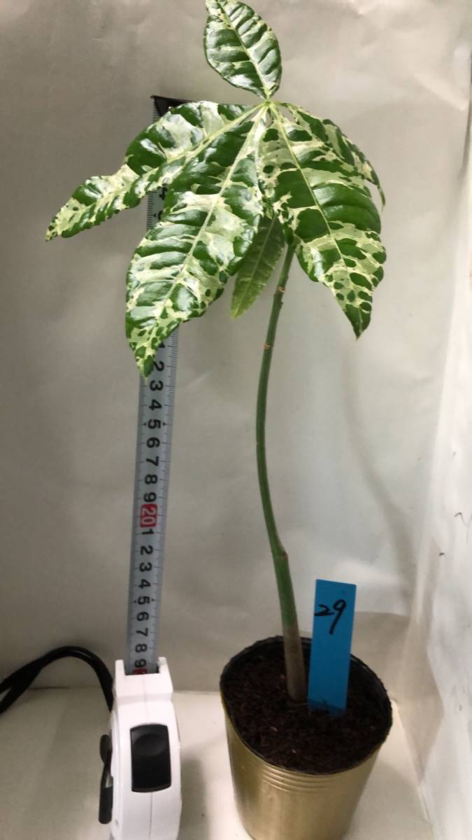 パキラ ミルキーウェイ 実生苗 1 斑入り 【公式通販】
