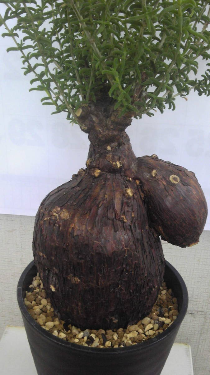 特大 メストクレマ ツベローサム 現地株 塊根植物 コーデックス