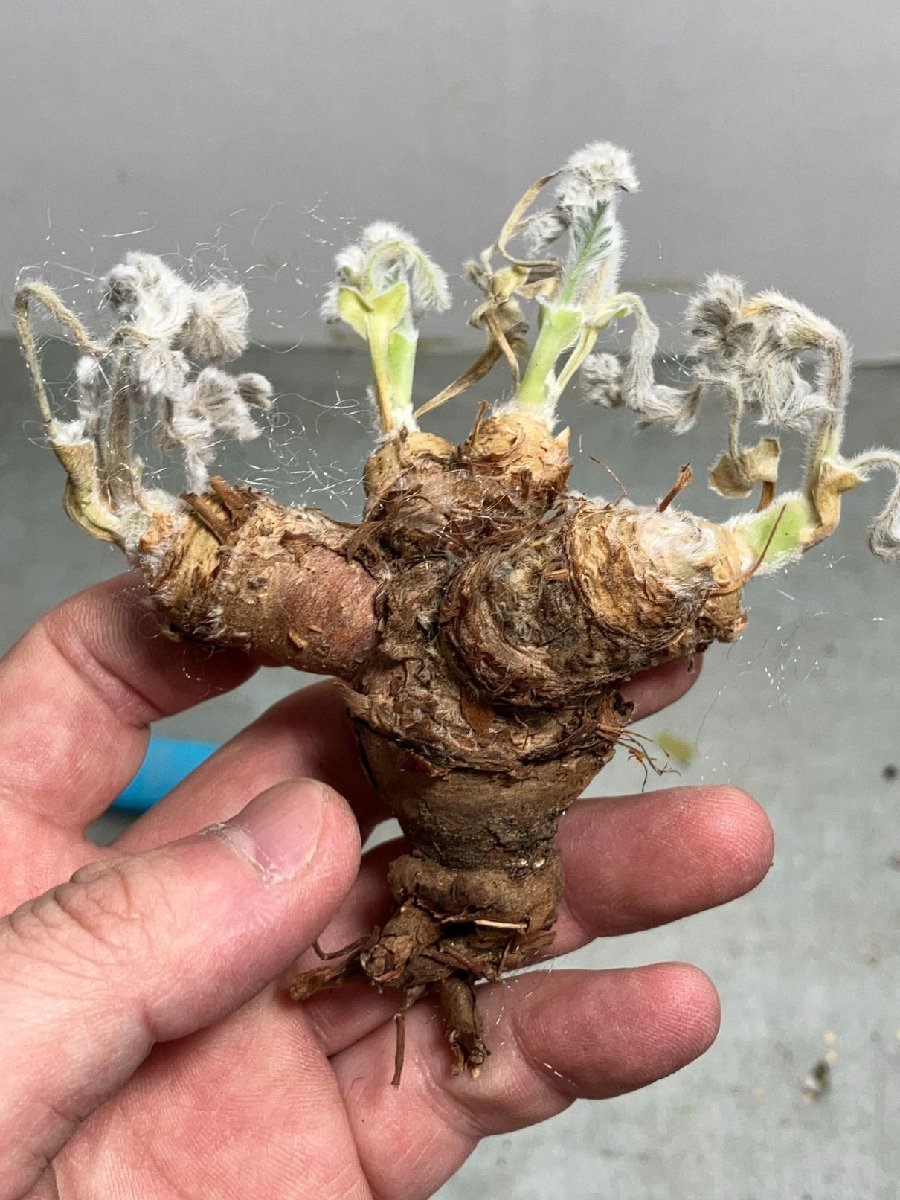 ミ438 「実生」ペラルゴニウム　トリステ　特大　抜き苗【最新到着・Pelargonium triste・美株】