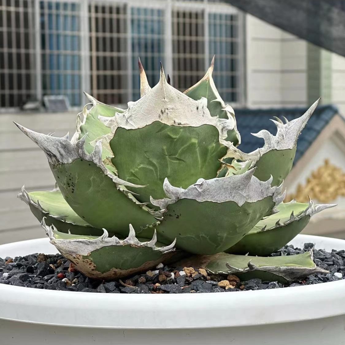 観葉植物 アガベ LZS42 超厳選アガベ チタノタ ぞうかみ 国内の先発 激