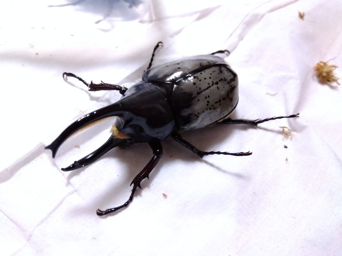 グラントシロカブト | 成虫 ⁄ ペア ♀51mm ♀50mm