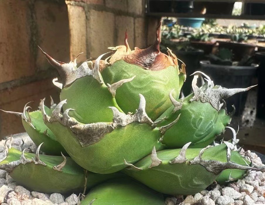 R1210-17 特選 アガベ 多肉植物 チタノタ 狂刺夕映 日蝕 強棘 極上株