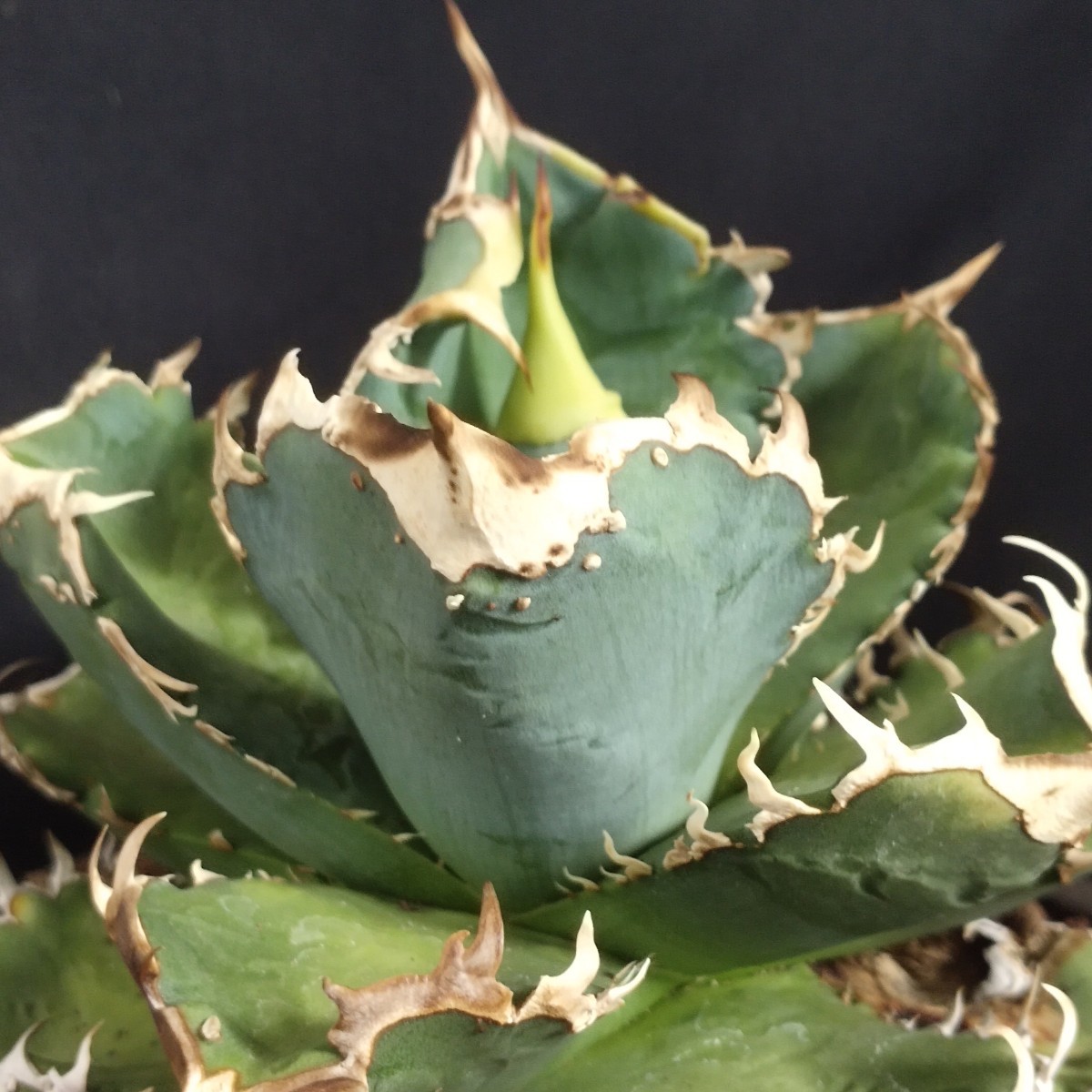 アガベ チタノタ 白犀 極上子株 (検) SAD シーザー 白犀牛 清櫻 悪魔 阿修羅 包心龍 狼人【-96 】