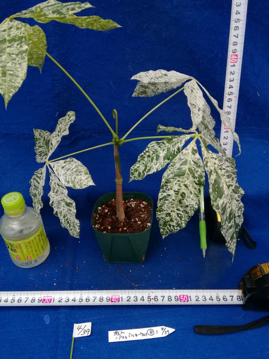 NO.0439 斑入り 古典 斑入パキラ ミルキーウェイ B 観葉植物