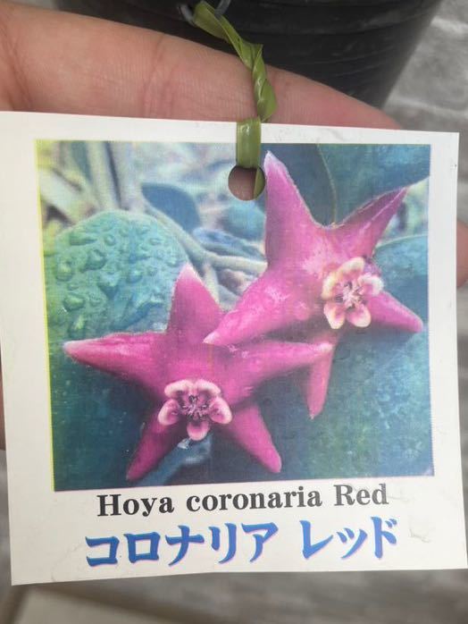 Hoya coronaria Red