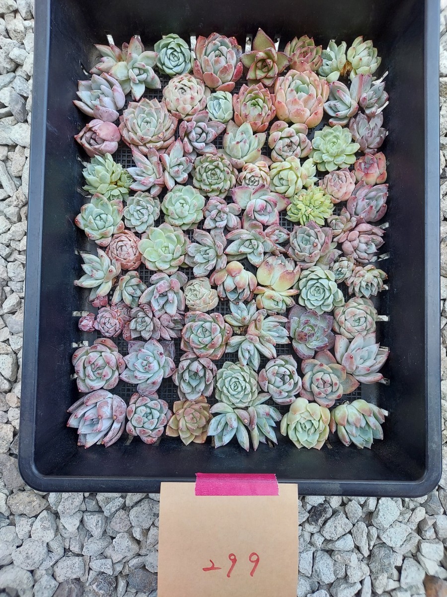 多肉植物 韓国苗 Echeveria 0411-M-MIX-T2541-299 多肉植物寄せ植えに