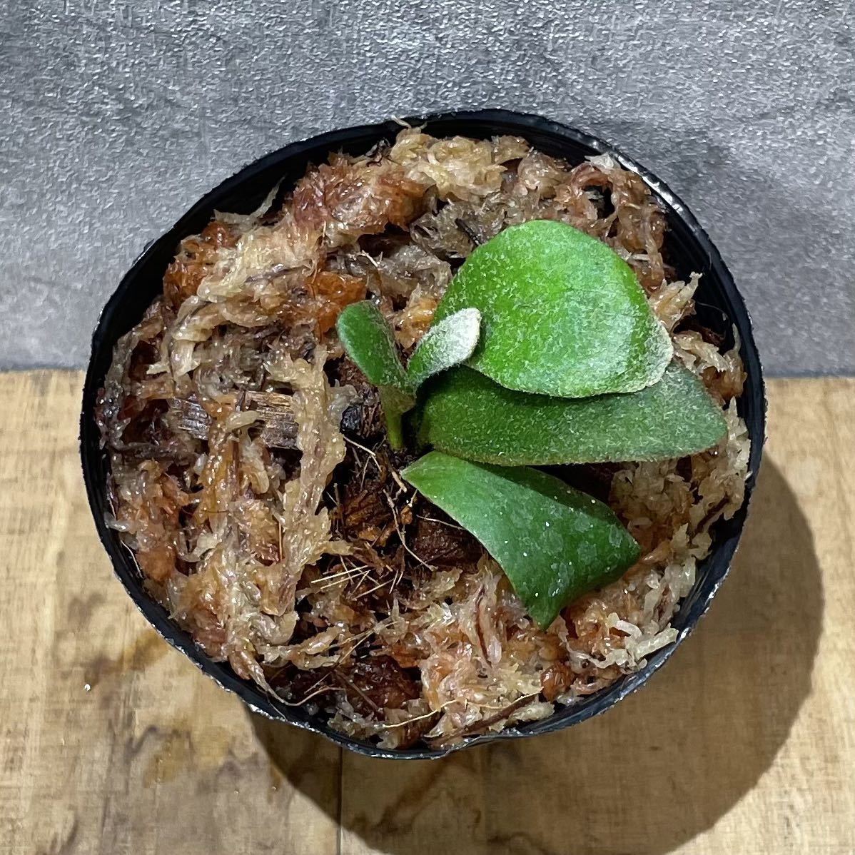 ビカクシダ ビーチー リサ (スポア) 抹香臭い 