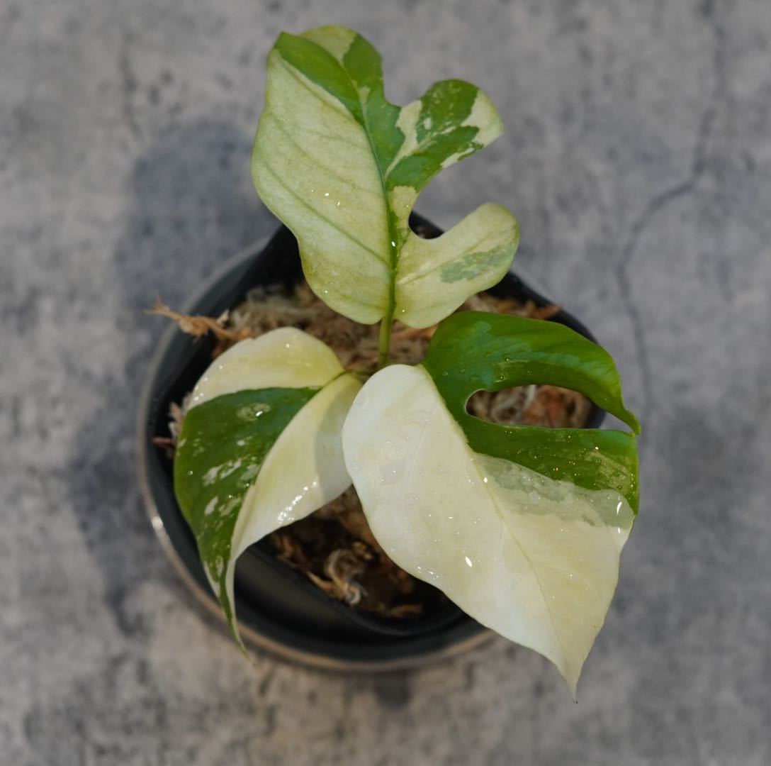 「paragon パラゴン44」　ラフィドフォラ テトラスペルマ斑入/ヒメモンステラ斑入り/Rhaphidophora tetrasperma variegata