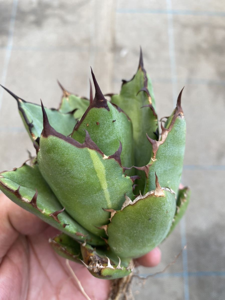 アガベ チタノタ 実生株 Agave titanota seedling with Nplants