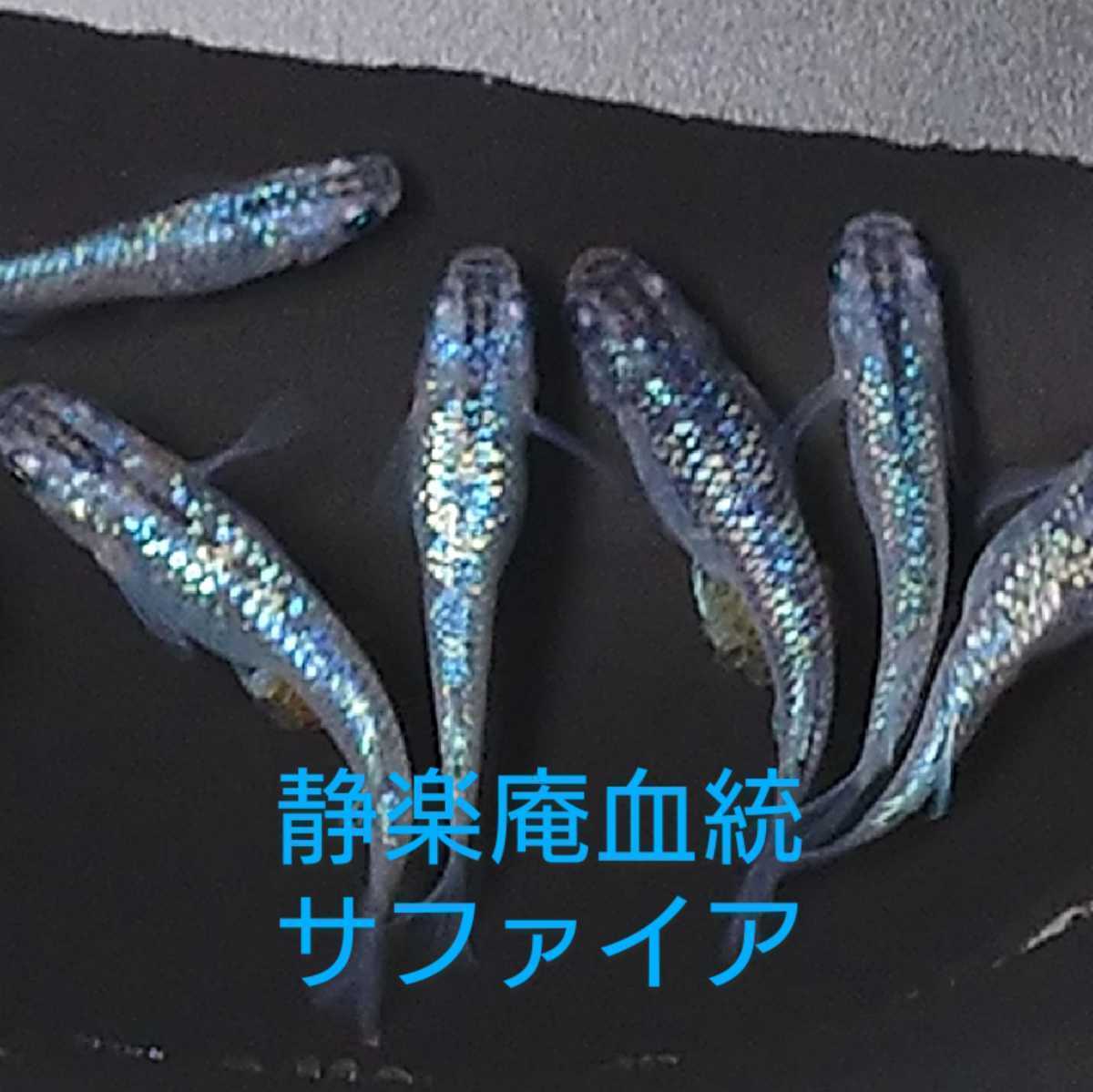 ★☆GWセール◆◆だんごメダカ◆◆静楽庵血統「サファイア」3ペア★匿名配送★送料込★発泡スチロールにて発送します