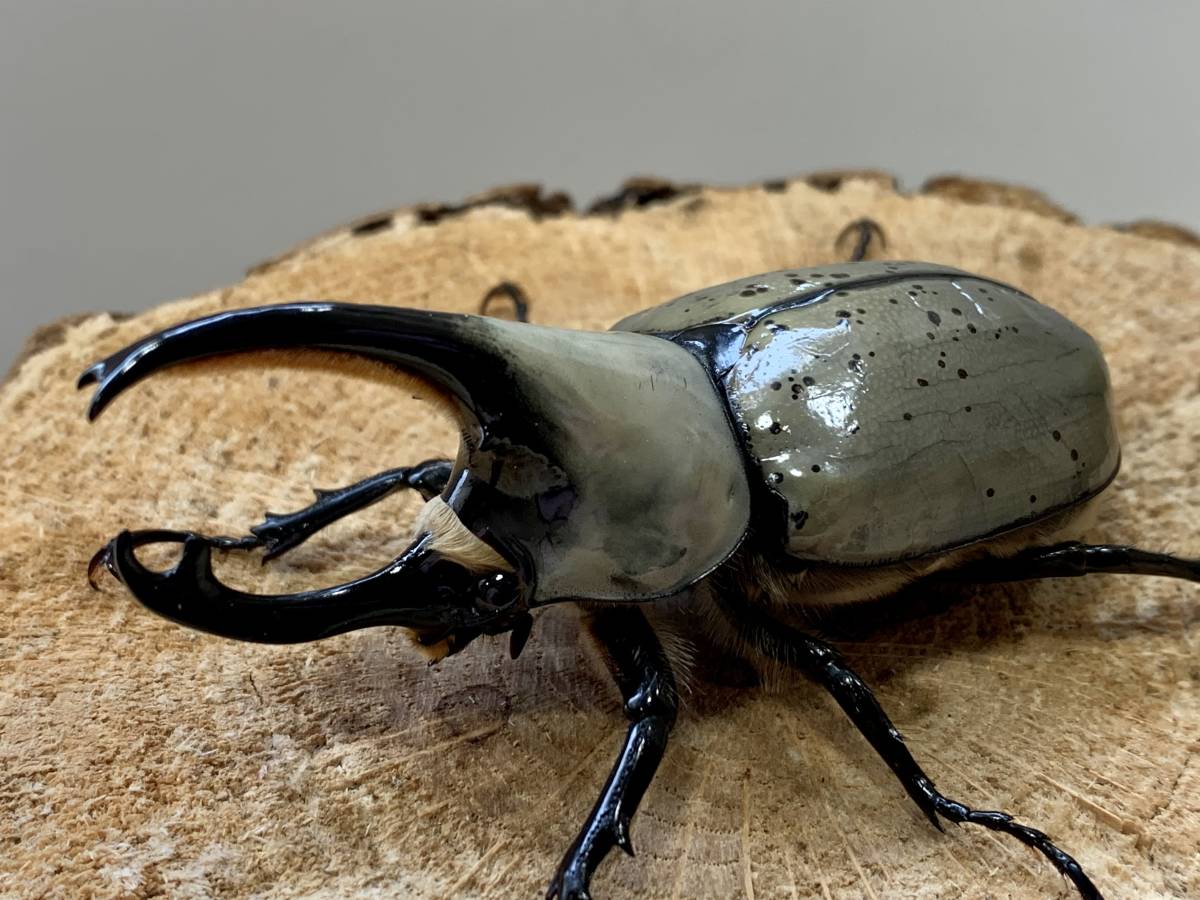 【raru108】グラントシロカブト♂75ｍｍ♀53ｍｍ ペア