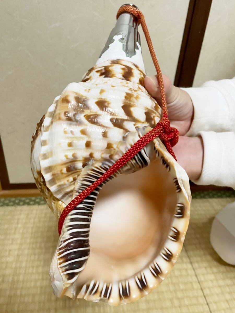 修験道法螺貝 山伏 密教 魔除け 熊よけ(和楽器)｜売買された