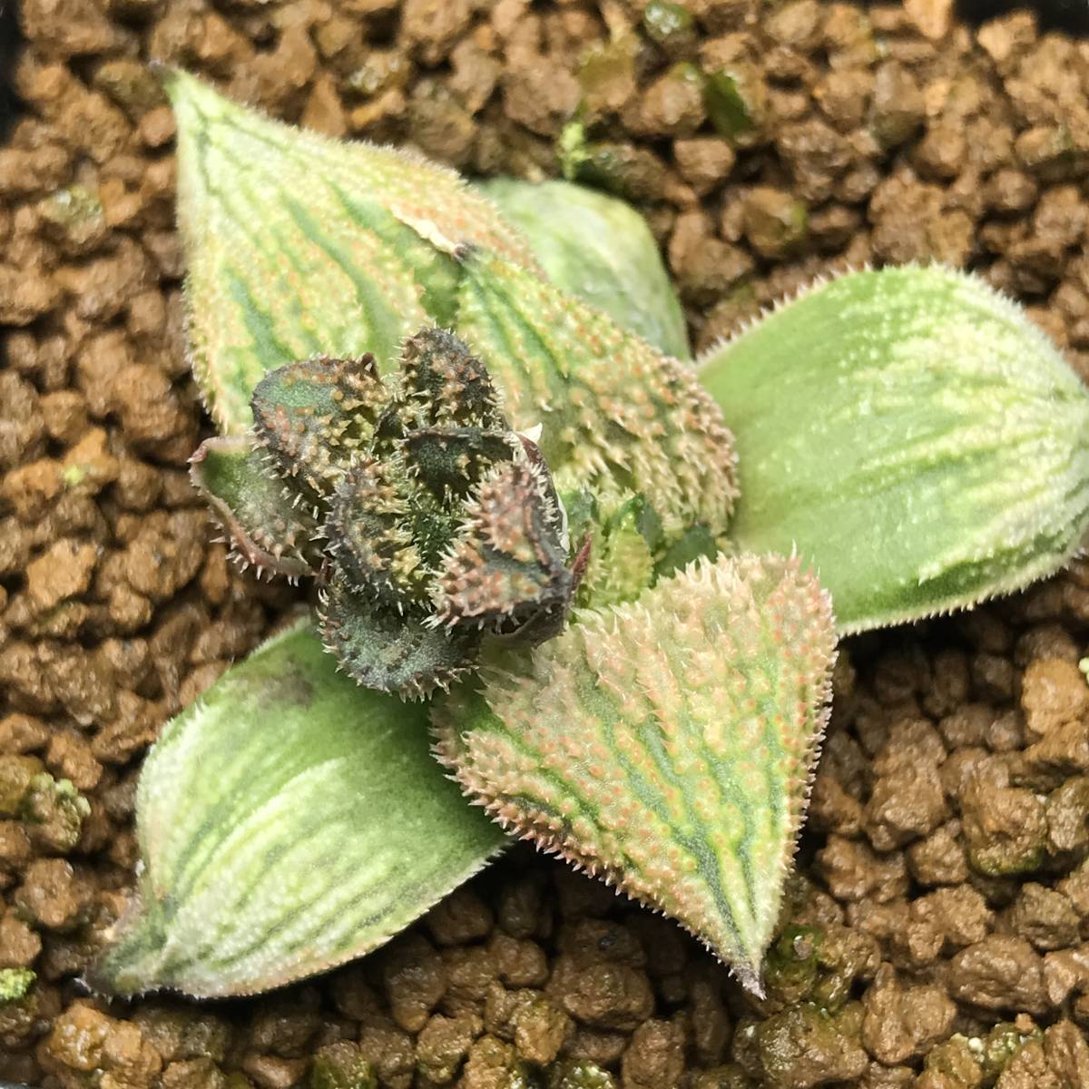 35 ハオルチア 多肉植物【葉挿し繁殖】 ハオルチア 葉挿し 0 阿七頭錦