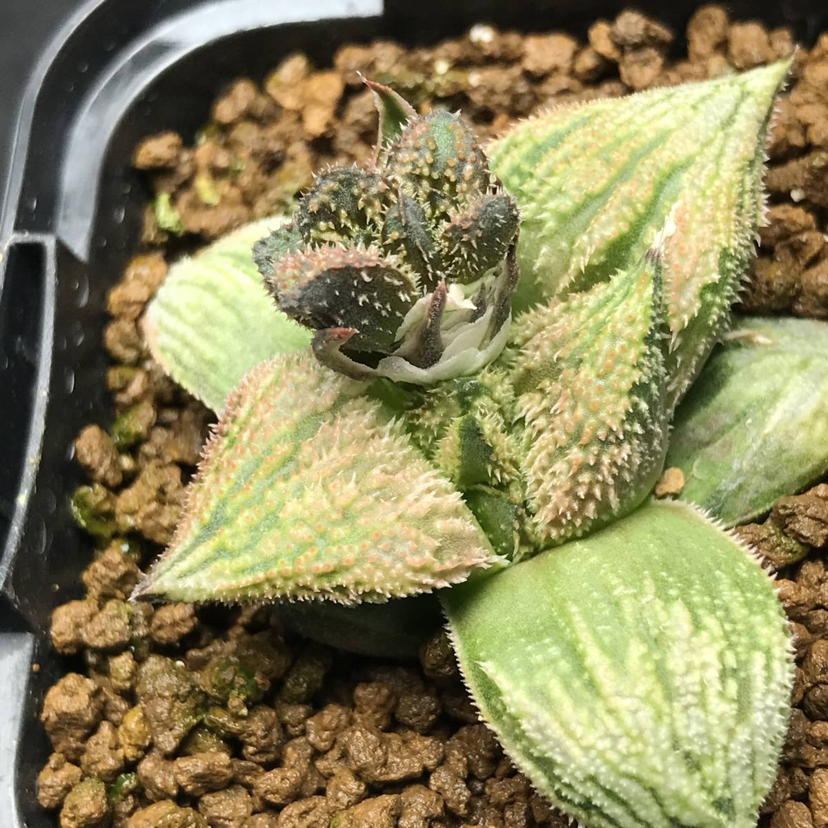 35 ハオルチア 多肉植物【葉挿し繁殖】 ハオルチア 葉挿し 0 阿七頭錦
