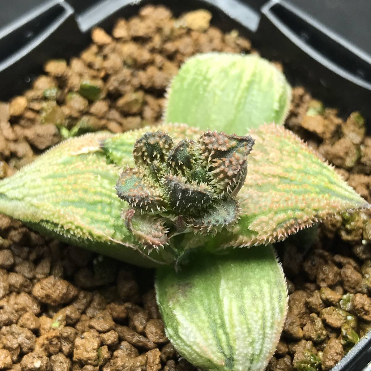 35 ハオルチア 多肉植物【葉挿し繁殖】 ハオルチア 葉挿し 0 阿七頭錦