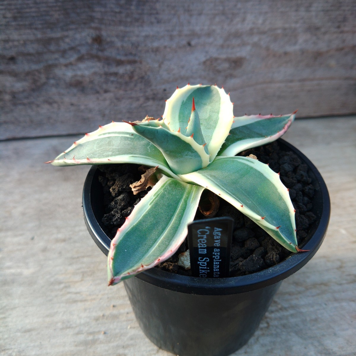 クリームスパイク アガベ アプラナータ | Agave Rocon メリコ錦 アガベ 