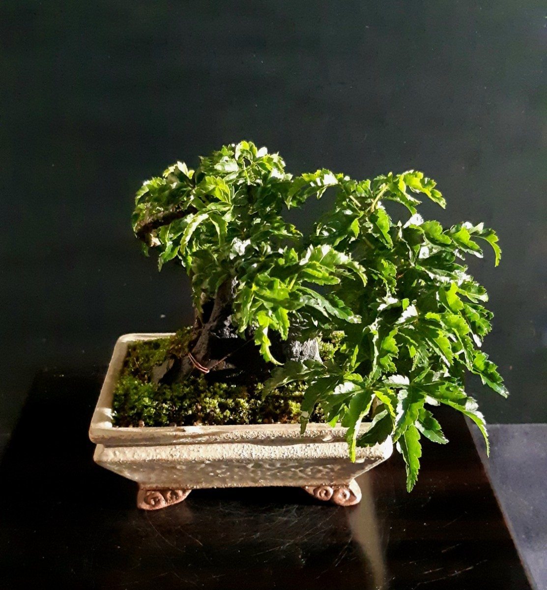 小品盆栽素材「獅子頭もみじ」　盆栽角