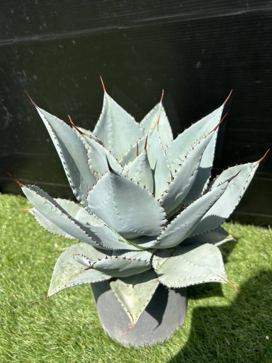 大幅値下げアガベ ピグマエアドラゴントゥース　大株　約40cmサイズ　美品 Agave pygmaea Dragontoes ピグマエア ドラゴントゥース 美株 大株